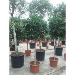 Ficus 'nitida' 340-350cm art23389