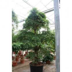 Ficus 'nitida' 340-350cm art23389