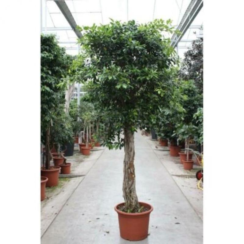 Ficus 'nitida' 340-350cm art23389