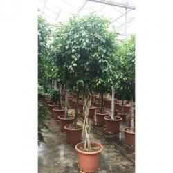 Ficus 'exotica' - Speciale Stammen 260-270cm art36777