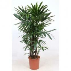 Rhapis Excelsa - Bamboe Stokpalm 340-350cm art38415