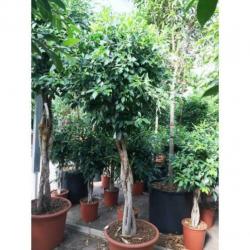 Ficus 'nitida' 340-350cm art23389