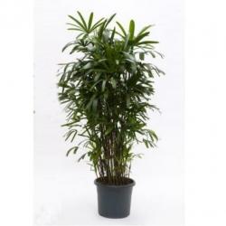 Rhapis Excelsa - Bamboe Stokpalm 340-350cm art38415