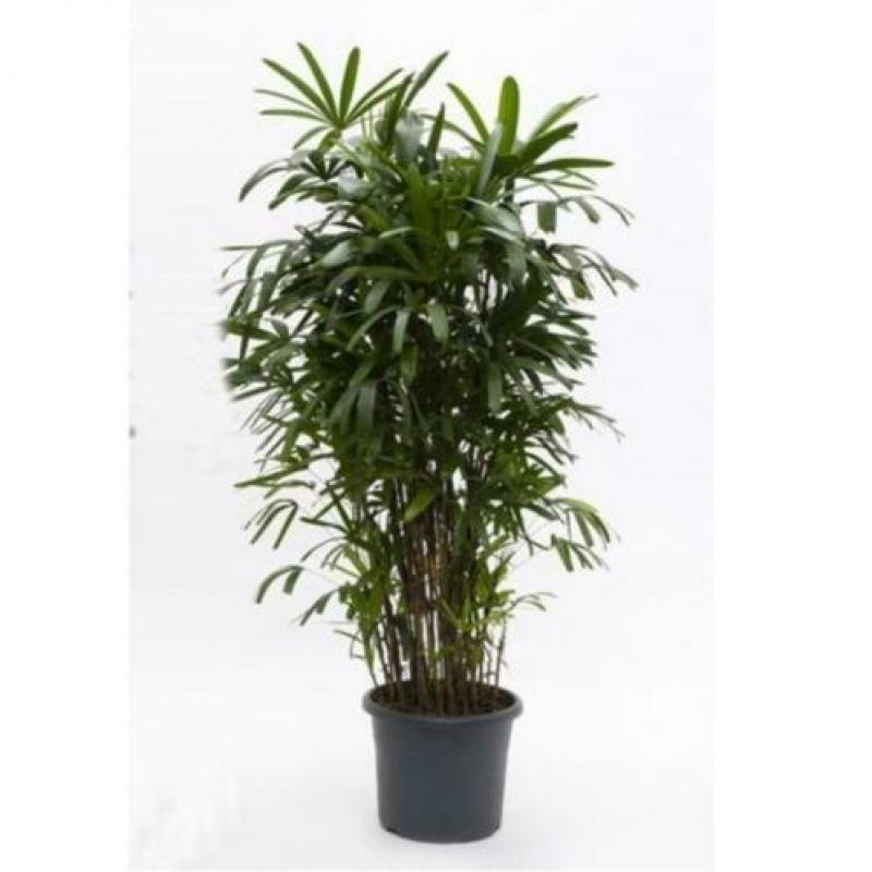 Rhapis Excelsa - Bamboe Stokpalm 340-350cm art38415