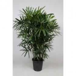 Rhapis Excelsa - Bamboe Stokpalm 340-350cm art38415