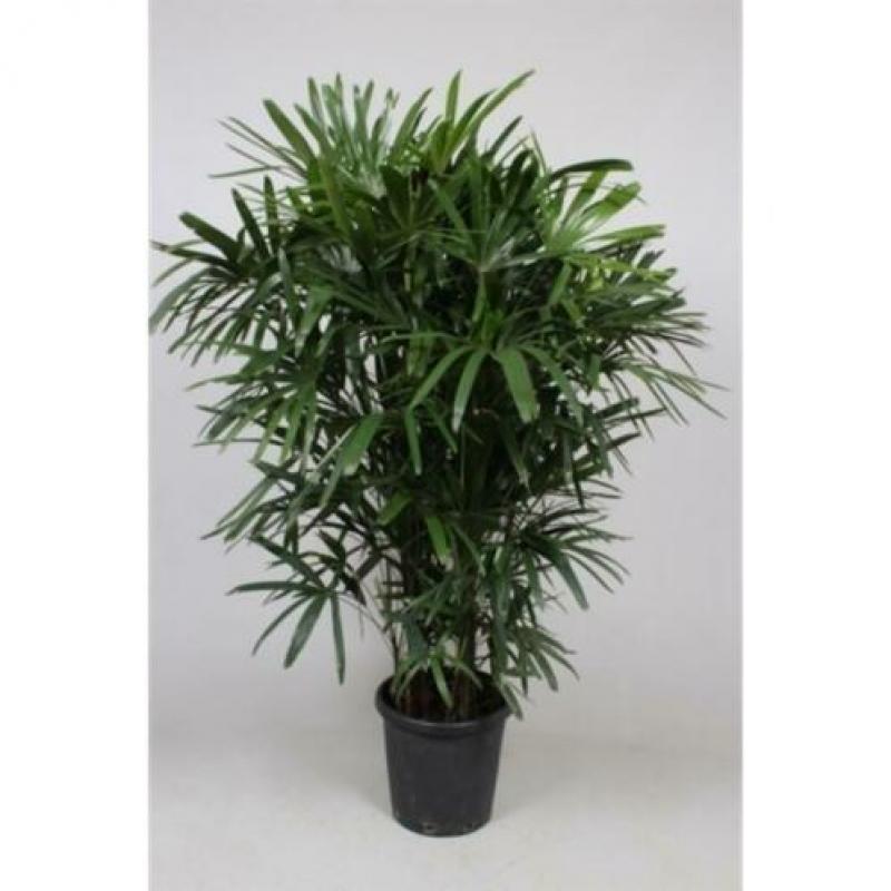 Rhapis Excelsa - Bamboe Stokpalm 340-350cm art38415