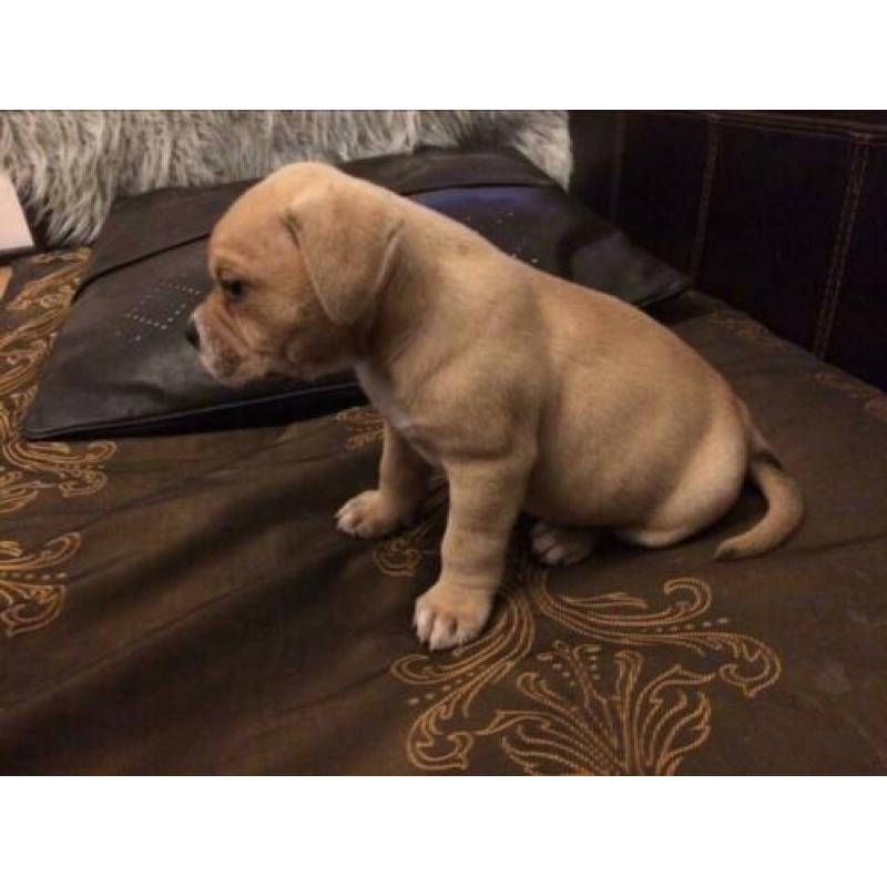 Bordeaux dog x Amerikaanse bulldog pups, puppies
