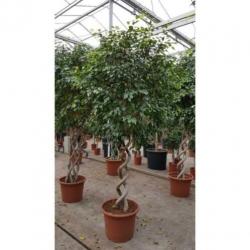 Ficus 'exotica' - Speciale Stammen 260-270cm art36777