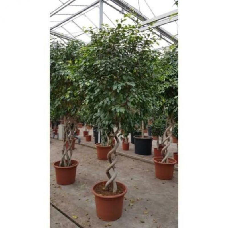Ficus 'exotica' - Speciale Stammen 260-270cm art36777