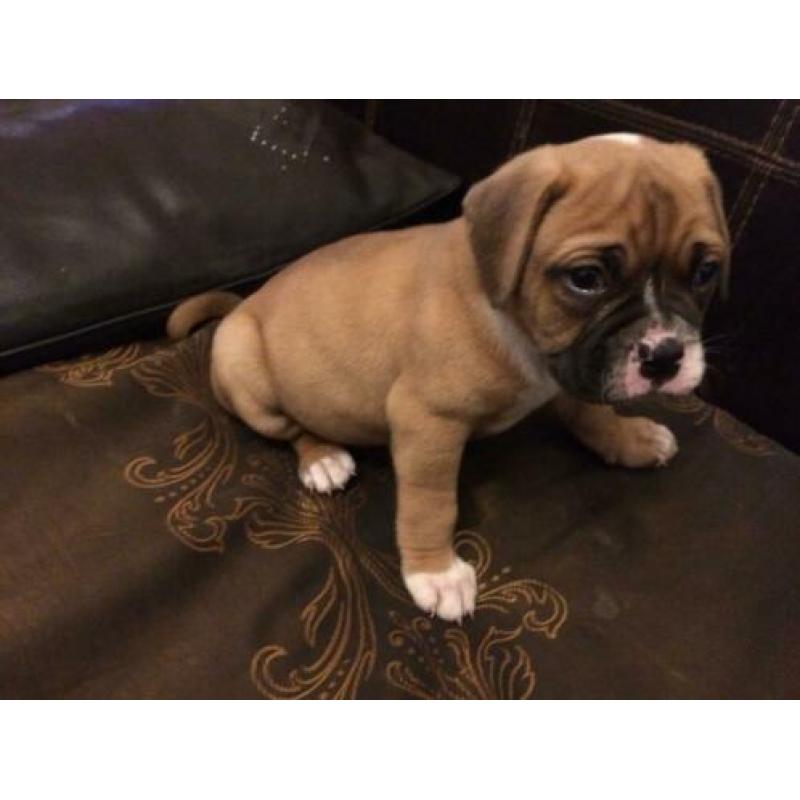 Bordeaux dog x Amerikaanse bulldog pups, puppies