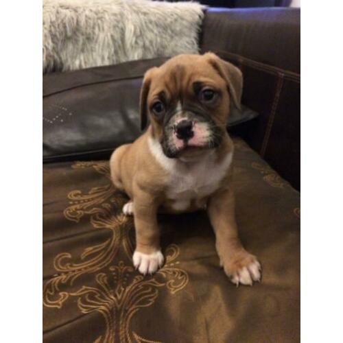 Bordeaux dog x Amerikaanse bulldog pups, puppies