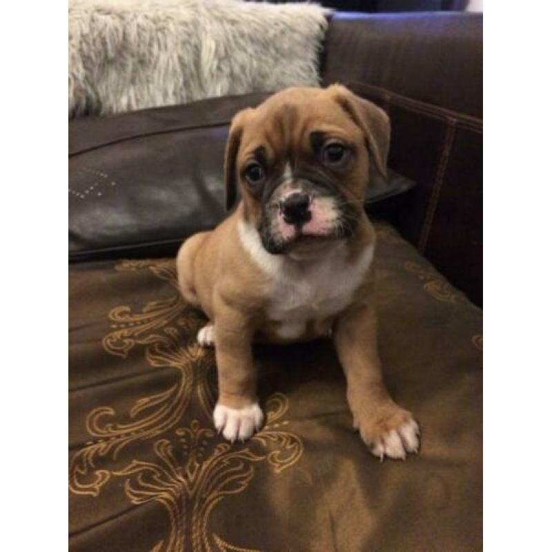 Bordeaux dog x Amerikaanse bulldog pups, puppies