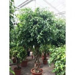 Ficus 'exotica' - Speciale Stammen 260-270cm art36777
