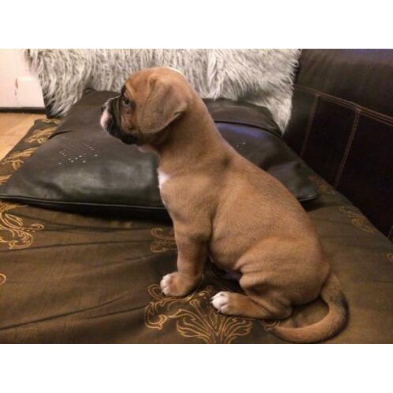 Bordeaux dog x Amerikaanse bulldog pups, puppies