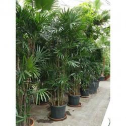 Rhapis Excelsa - Bamboe Stokpalm 340-350cm art38415