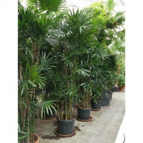 Rhapis Excelsa - Bamboe Stokpalm 340-350cm art38415