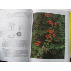 KLIMPLANTEN, Jane Taylor, groenboekerij