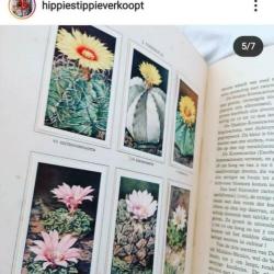Verkade cactussen boek vintage snailmail journal compleet