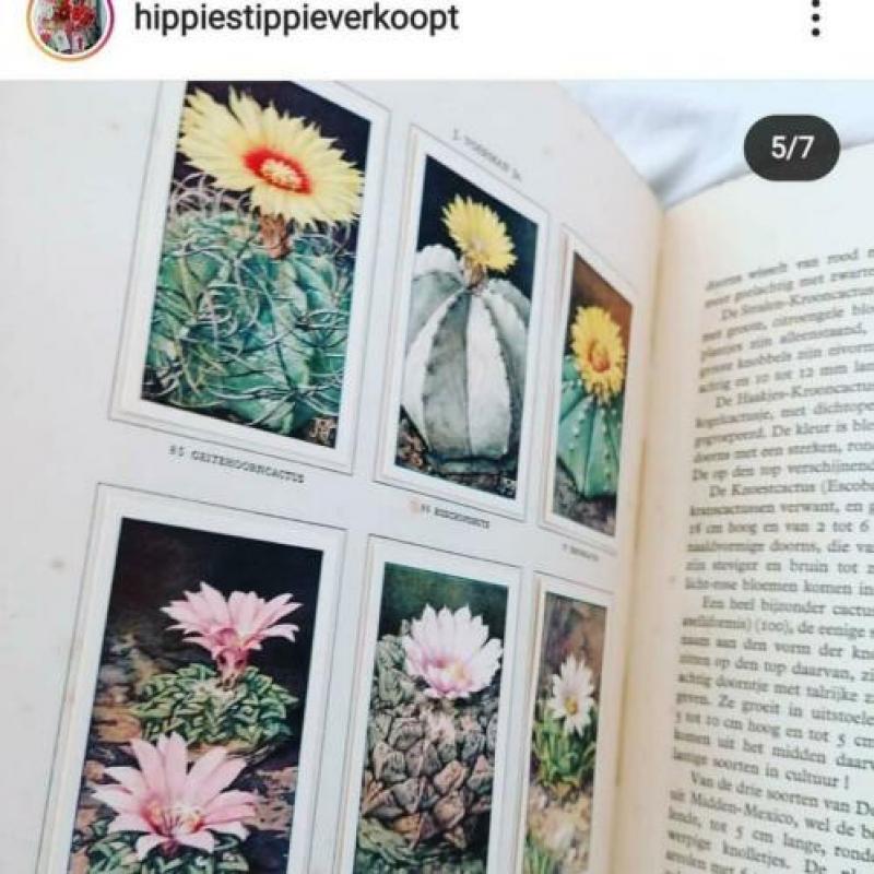 Verkade cactussen boek vintage snailmail journal compleet