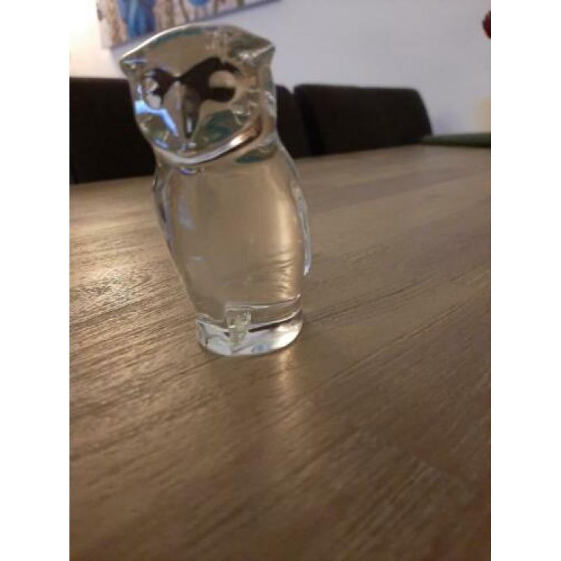 Uil van dik glas