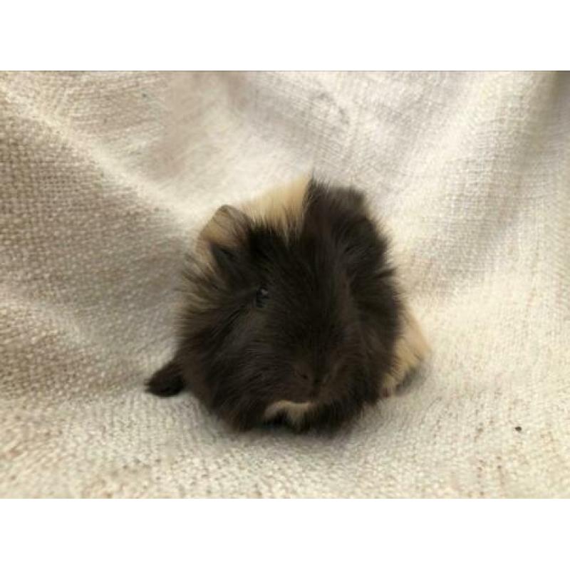 Super schattig borstel-mix beertje ?? choco-creme-wit