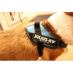 JULIUS-K9 IDC®-Powertuigje - Aquamarine, maat Mini
