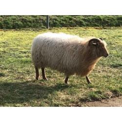 Te koop 2 Drents Heideschapen ooien 2