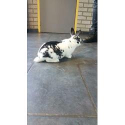 Drie lieve konijntjes (ook per stuk te koop)
