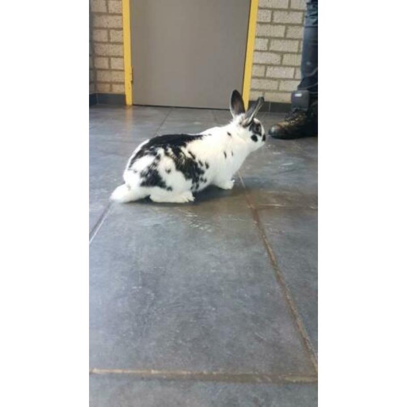 Drie lieve konijntjes (ook per stuk te koop)