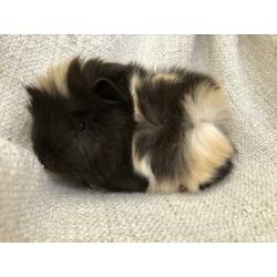 Super schattig borstel-mix beertje ?? choco-creme-wit