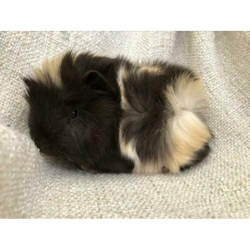 Super schattig borstel-mix beertje ?? choco-creme-wit