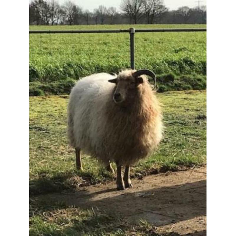Te koop 2 Drents Heideschapen ooien 2