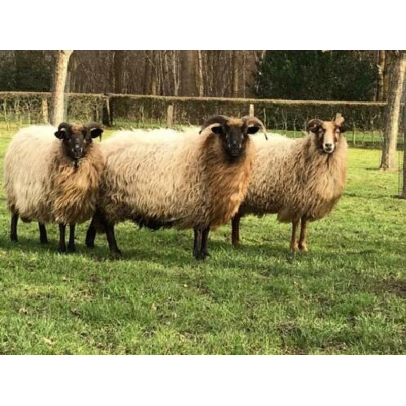 Te koop 2 Drents Heideschapen ooien 2