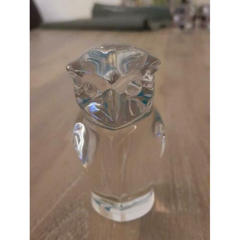 Uil van dik glas