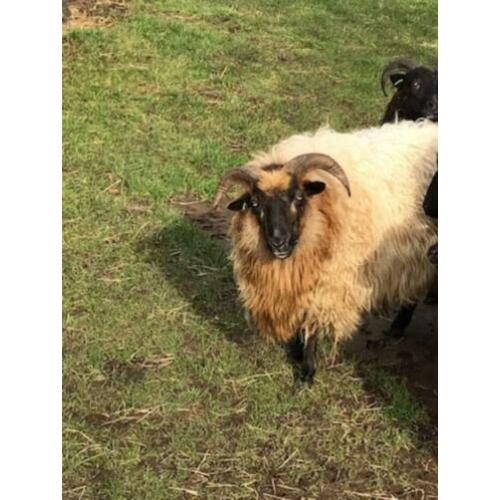 Te koop 2 Drents Heideschapen ooien 2