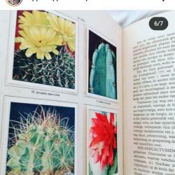 Verkade cactussen boek vintage snailmail journal compleet