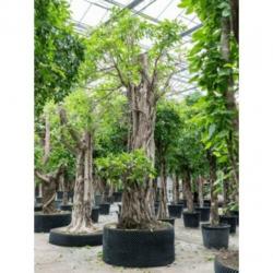 Ficus 'amstel King' 515-525cm - Vertakt art18526