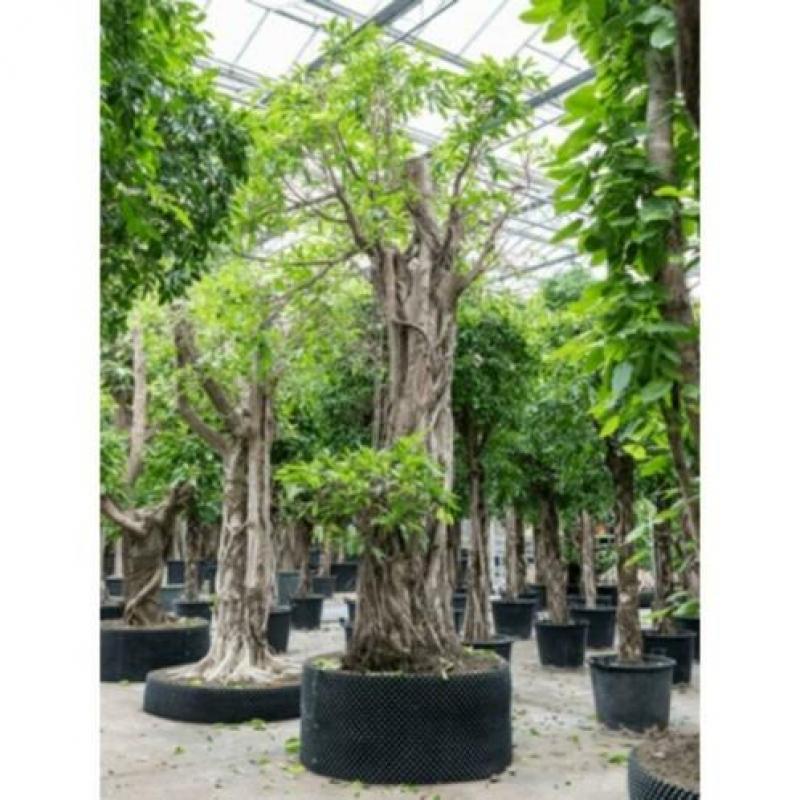Ficus 'amstel King' 515-525cm - Vertakt art18526