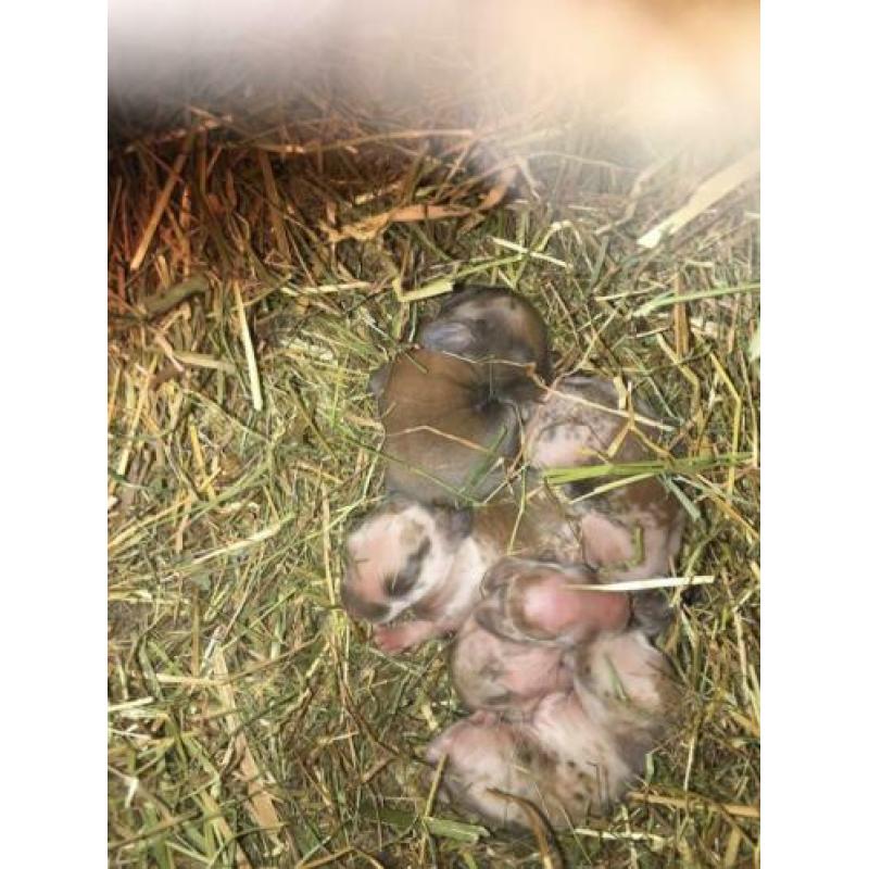 Baby dwerg konijntjes 25,00
