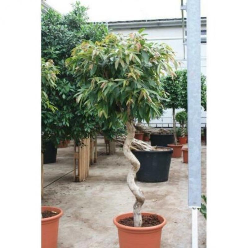 Ficus 'amstel King' 515-525cm - Vertakt art18526