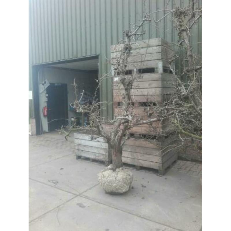 Oude perenbomen