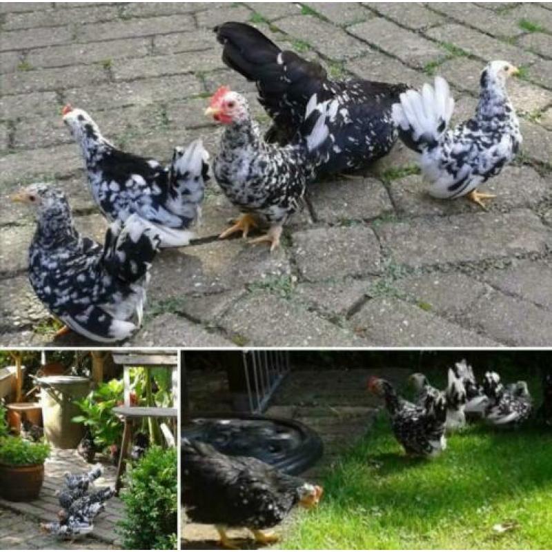 Te koop mooie Chabo krielkippen