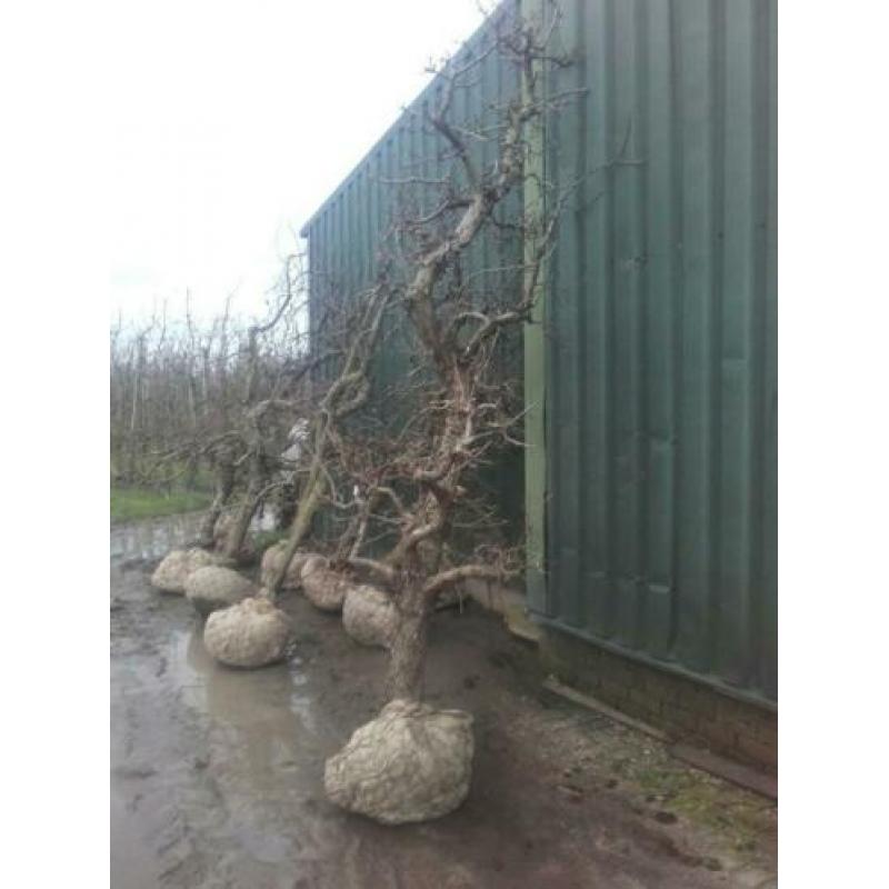 Oude perenbomen