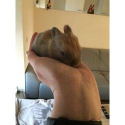 Baby dwerg konijntjes 25,00