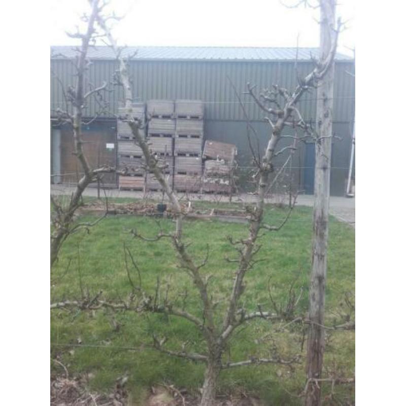 Oude perenbomen