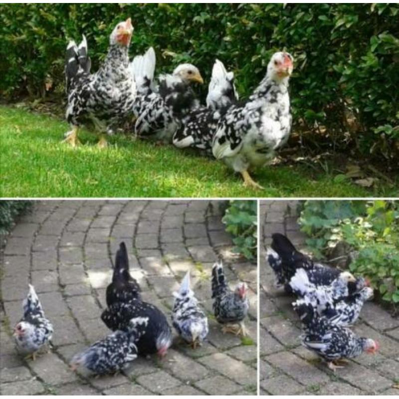 Te koop mooie Chabo krielkippen