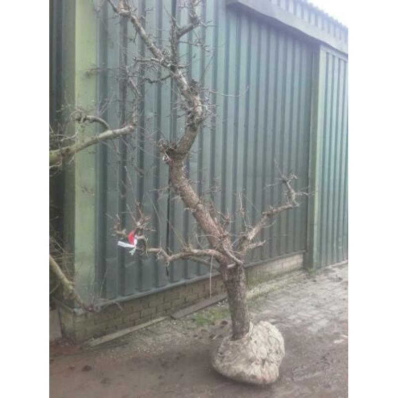 Oude perenbomen