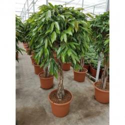 Ficus 'amstel King' 515-525cm - Vertakt art18526