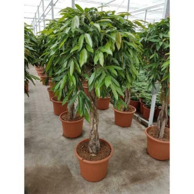 Ficus 'amstel King' 515-525cm - Vertakt art18526