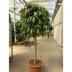 Ficus 'amstel King' 515-525cm - Vertakt art18526